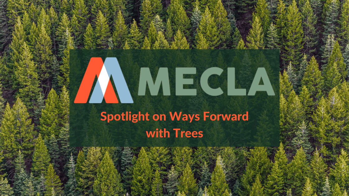 Spotlight on the Way Forward with Trees